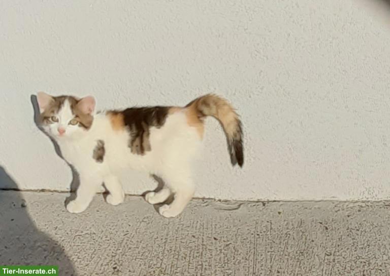 Bild 3: 3 kleine Kätzchen dürfen Umziehen