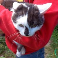 Junge Bauernhofkatze zu verkaufen
