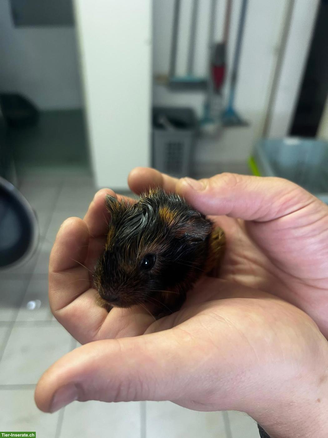 Meerschweinchenbabys abzugeben