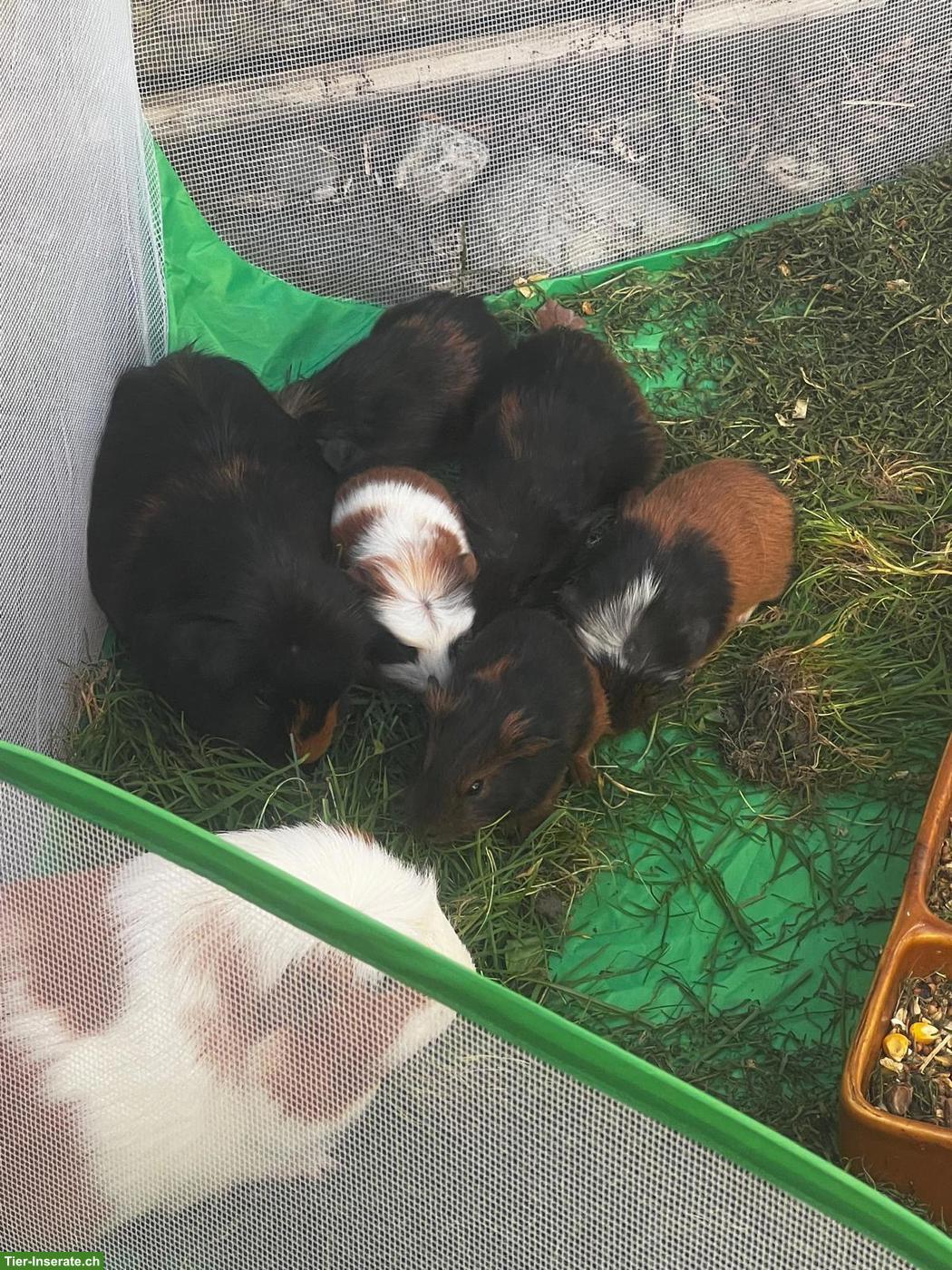 Bild 2: Meerschweinchenbabys abzugeben
