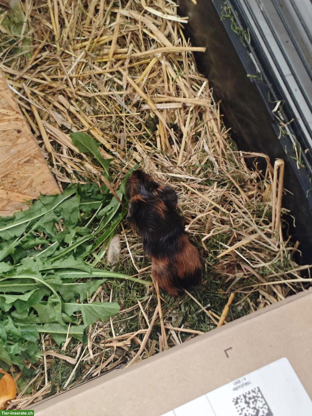 Bild 3: Meerschweinchenbabys abzugeben