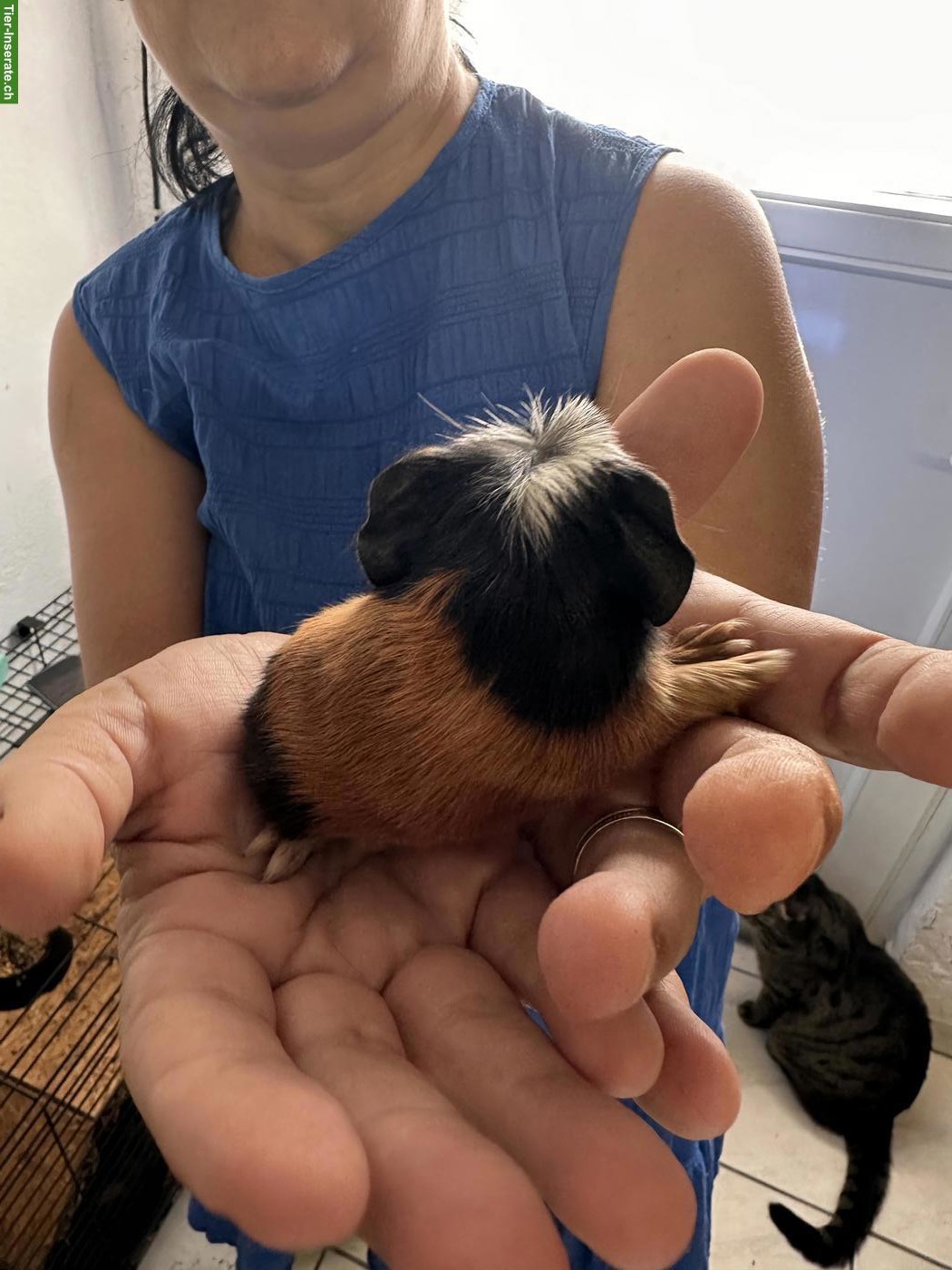 Bild 4: Meerschweinchenbabys abzugeben