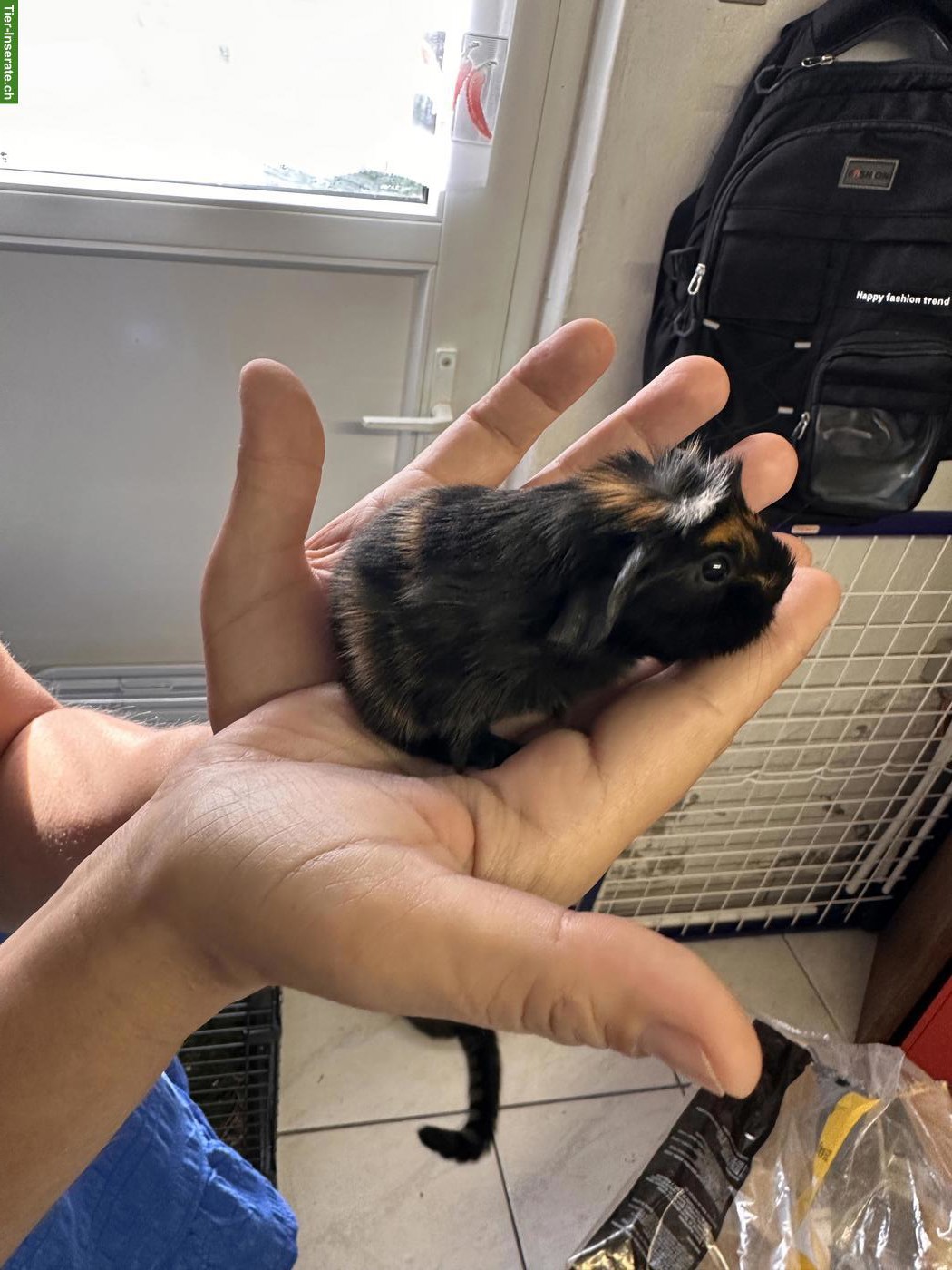 Bild 5: Meerschweinchenbabys abzugeben