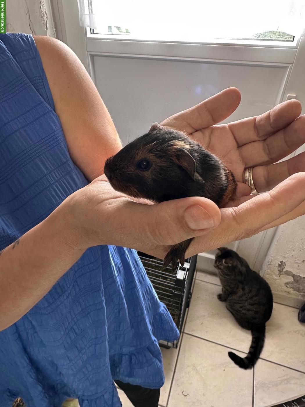 Bild 6: Meerschweinchenbabys abzugeben