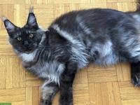 Maine Coon Katze, Black Smoke