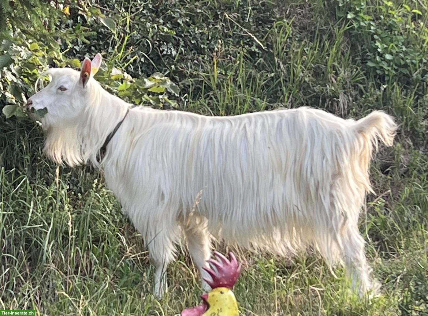 Bild 2: Appenzeller Ziegenbock aus Biobetrieb