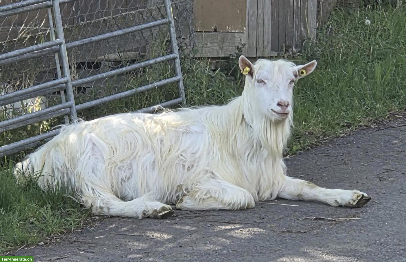 Bild 3: Appenzeller Ziegenbock aus Biobetrieb