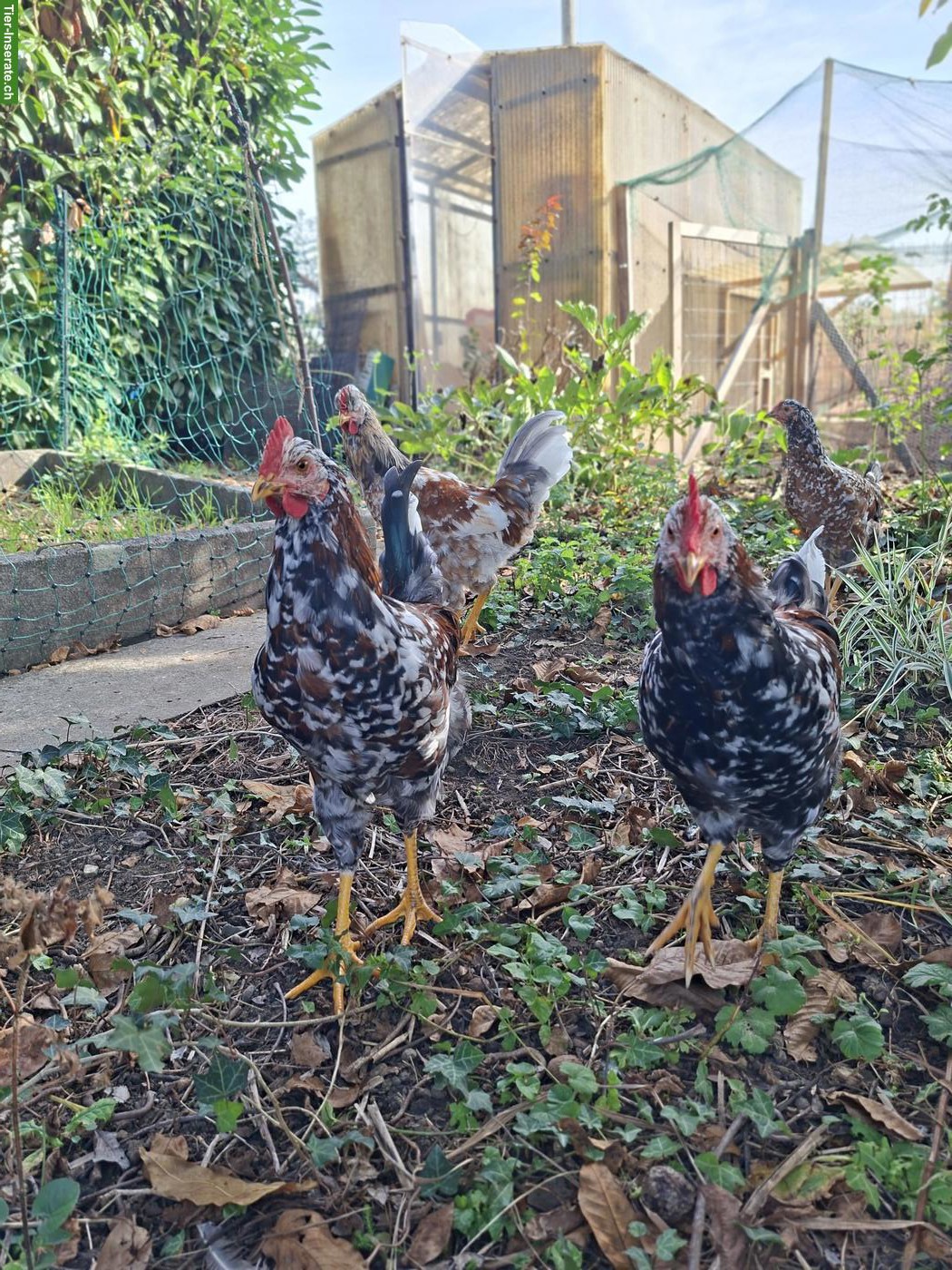 Bild 3: Schwedische Blumenhühner: 2 junge Hähne