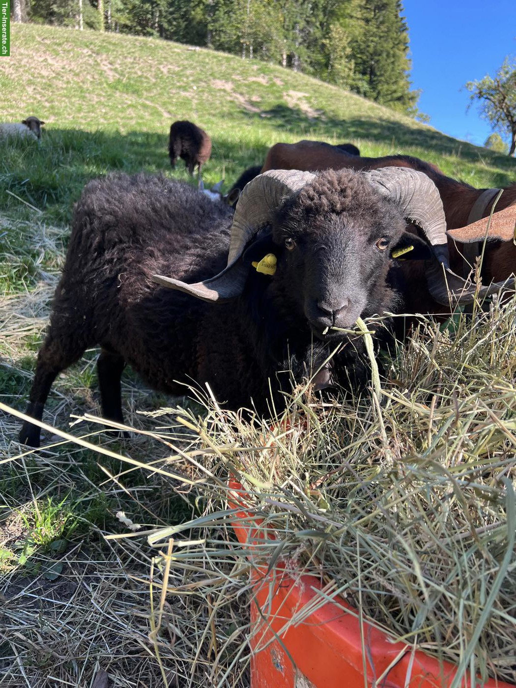 Bild 3: Ouessant Schafbock zu verkaufen