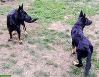 Deutsche Schäferhund Junghunde suchen neuen liebevollen Besitzer