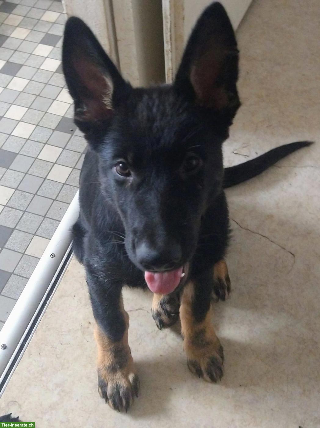 Bild 2: Deutsche Schäferhund Junghunde suchen neuen liebevollen Besitzer