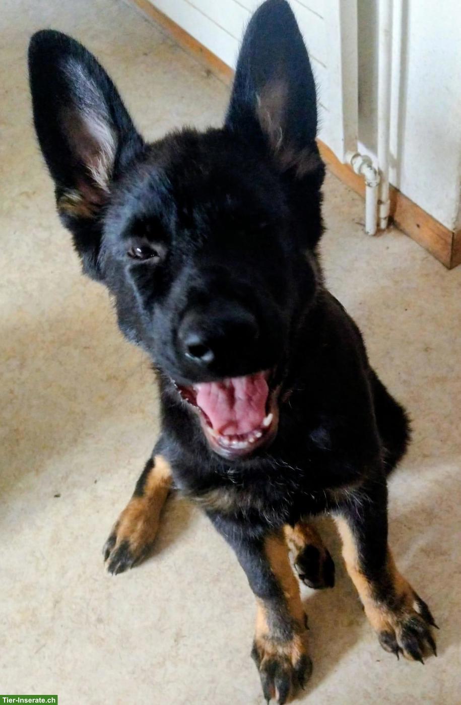 Bild 3: Deutsche Schäferhund Junghunde suchen neuen liebevollen Besitzer