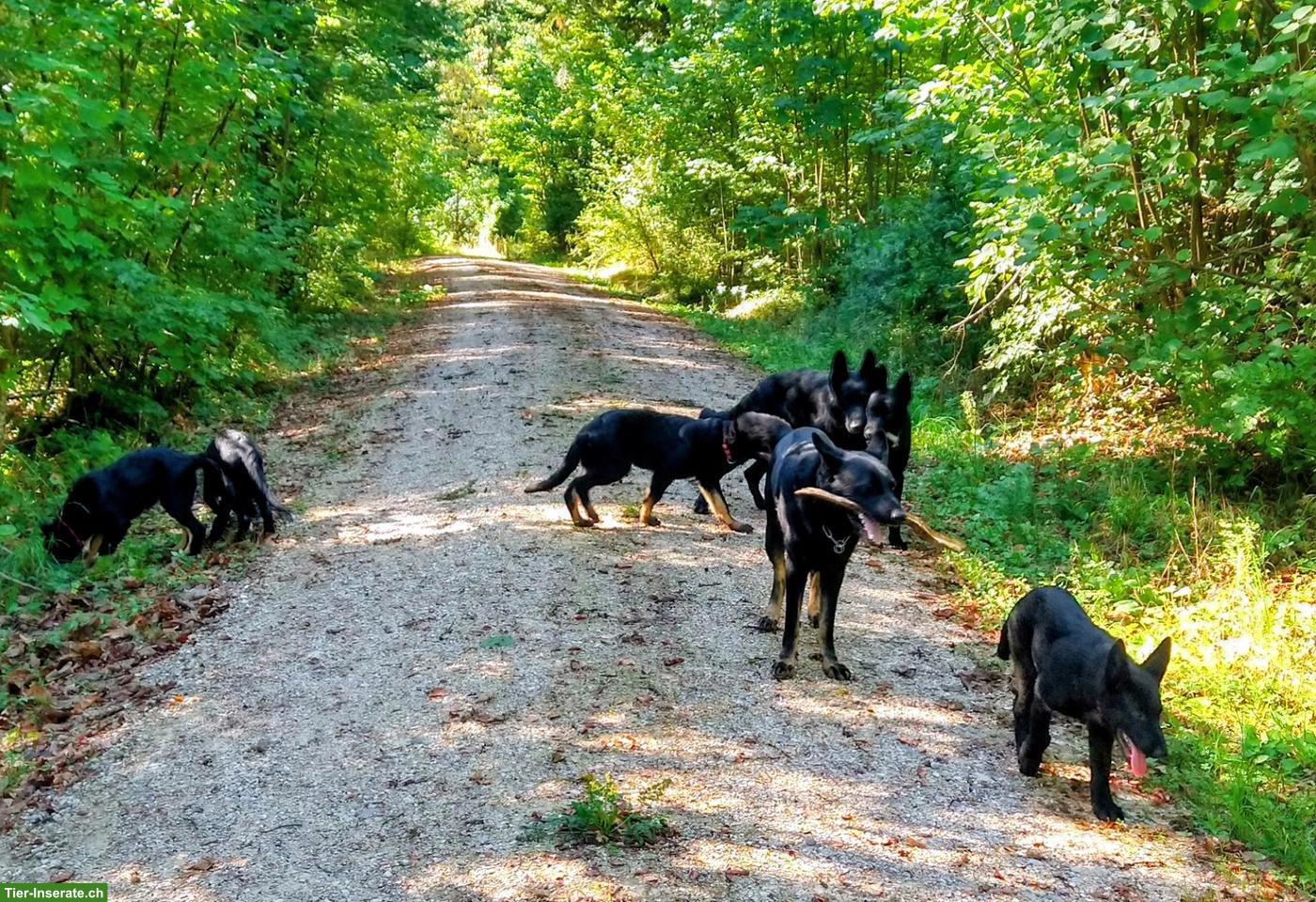 Bild 4: Deutsche Schäferhund Junghunde suchen neuen liebevollen Besitzer
