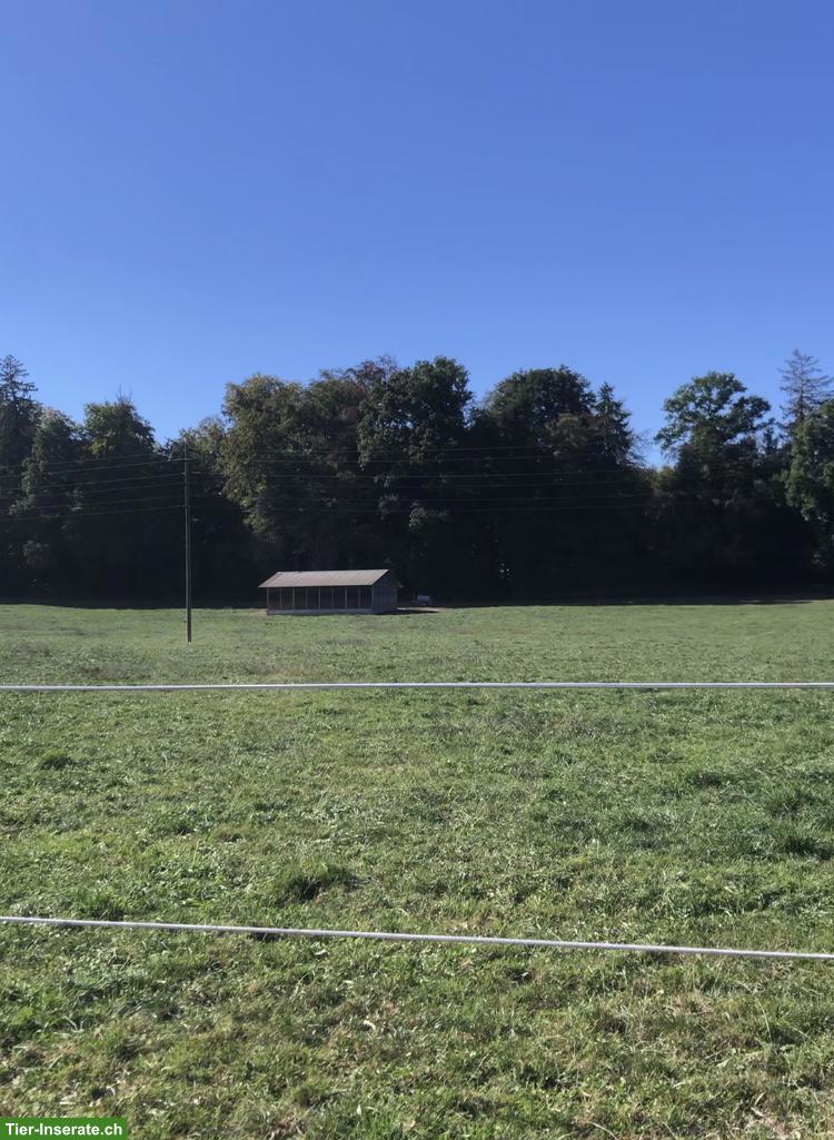 Bild 2: Altersweide + Selbstversogerstall in Etzelkofen BE