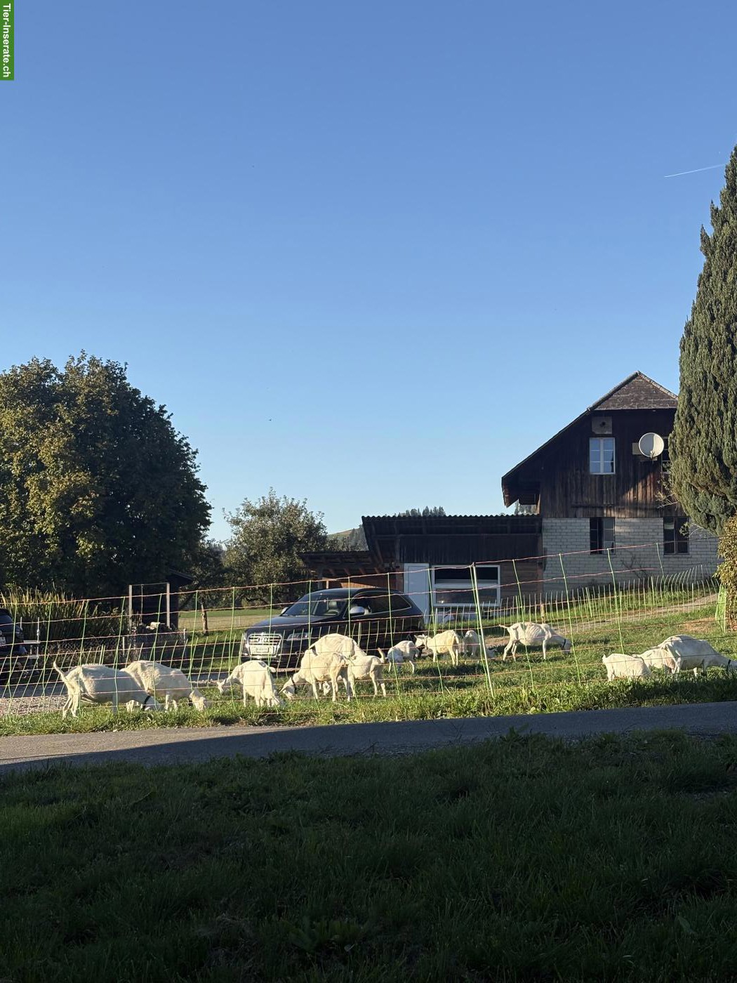 Saanenziegen und Gitzi zu verkaufen