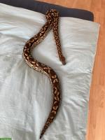 Schöne Madagaskarboa abzugeben mit Terrarium, Zubehör