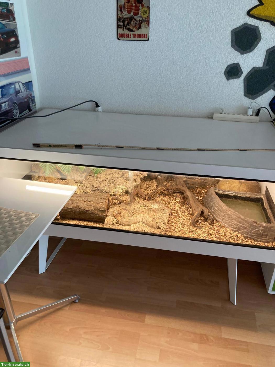 Bild 2: Schöne Madagaskarboa abzugeben mit Terrarium, Zubehör