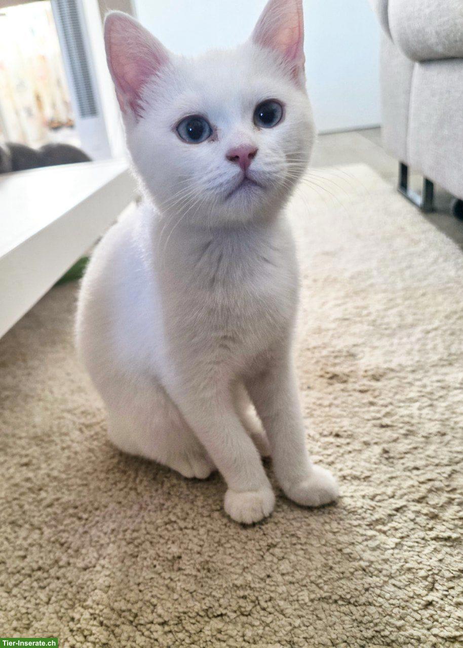 Britisch Kurzhaar Kitten, männlich, Farbe weiss