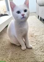 Britisch Kurzhaar Kitten, männlich, Farbe weiss