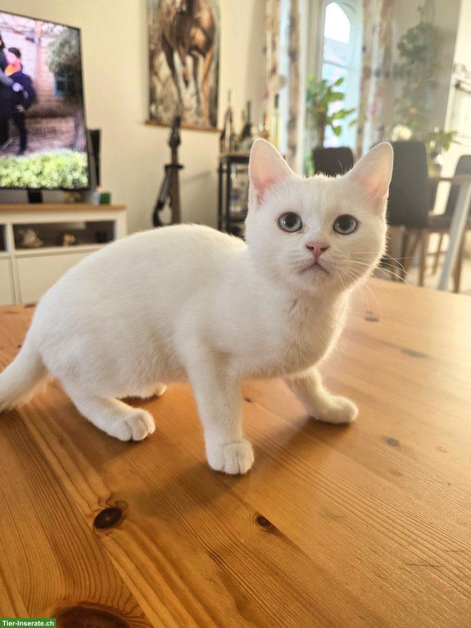 Bild 2: Britisch Kurzhaar Kitten, männlich, Farbe weiss