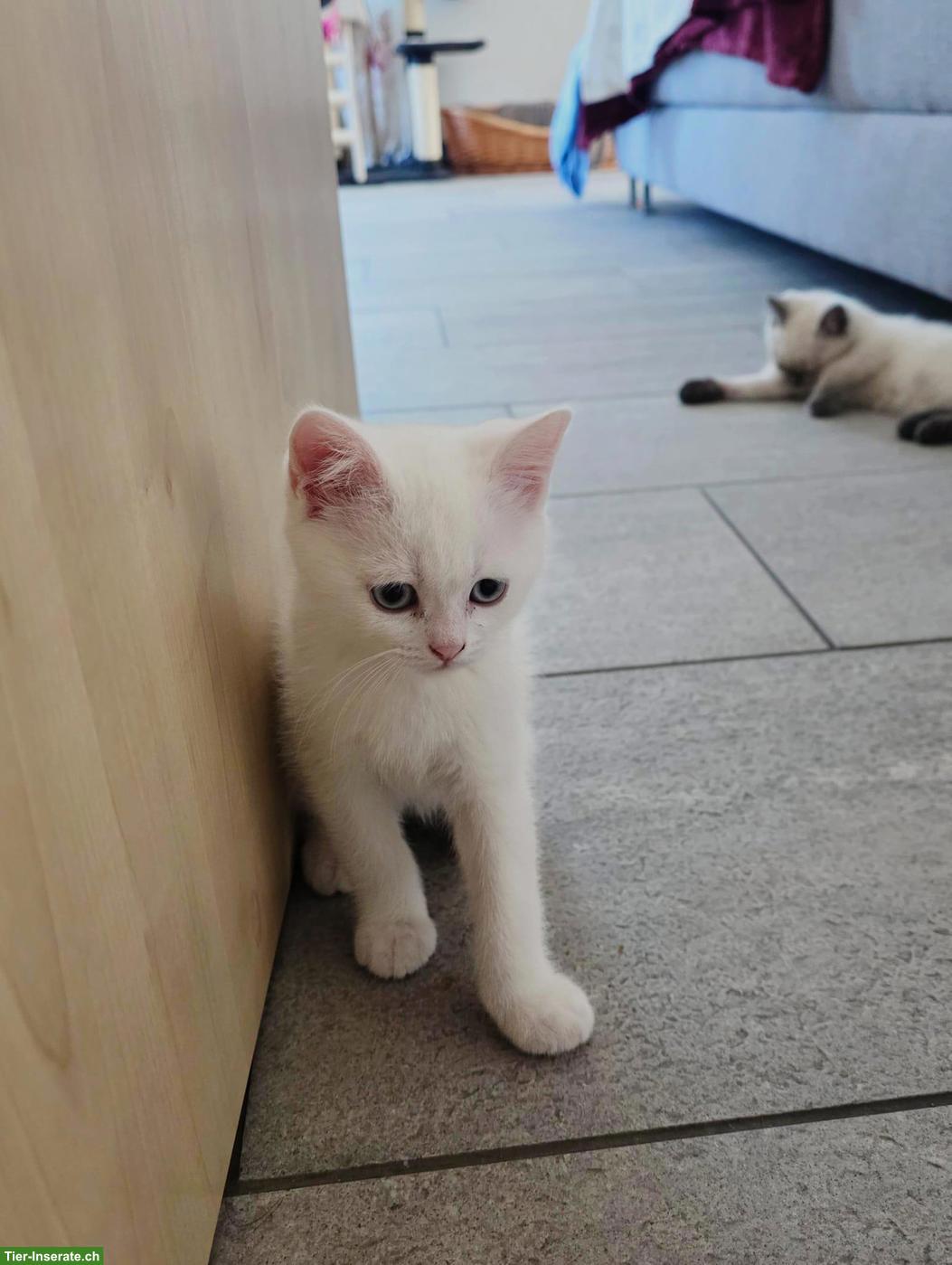 Bild 3: Britisch Kurzhaar Kitten, männlich, Farbe weiss