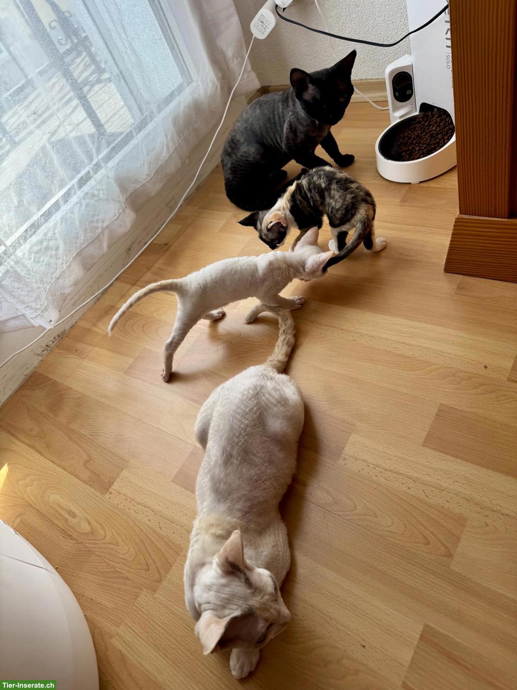 Devon Rex Kitten suchen ein liebes Zuhause