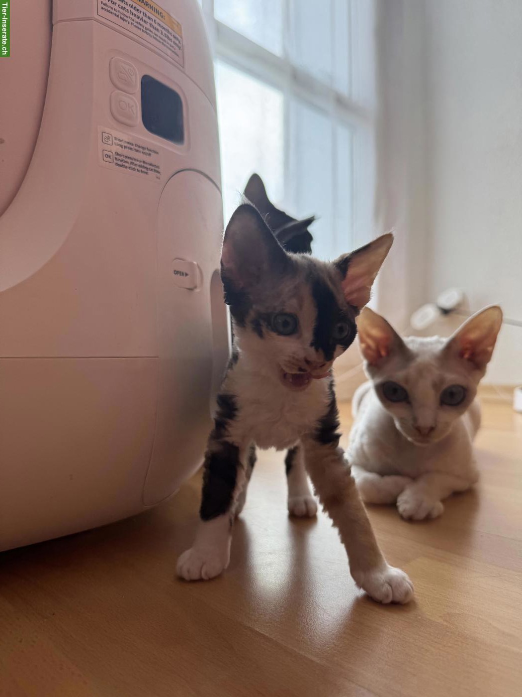 Bild 10: Devon Rex Kitten suchen ein liebes Zuhause