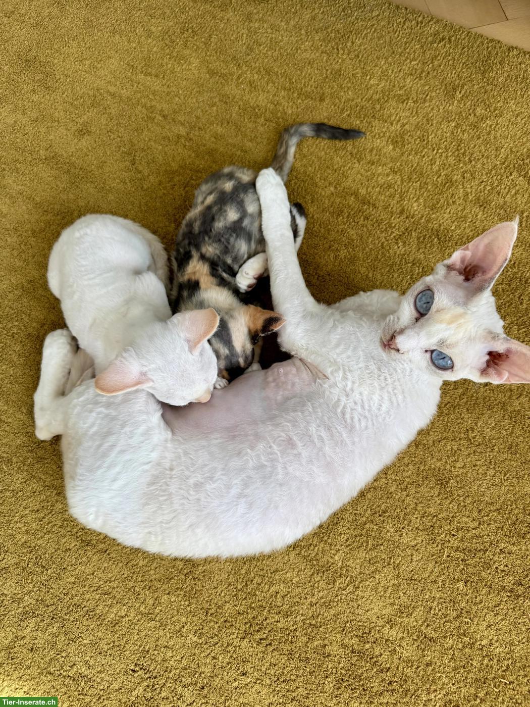 Bild 2: Devon Rex Kitten suchen ein liebes Zuhause