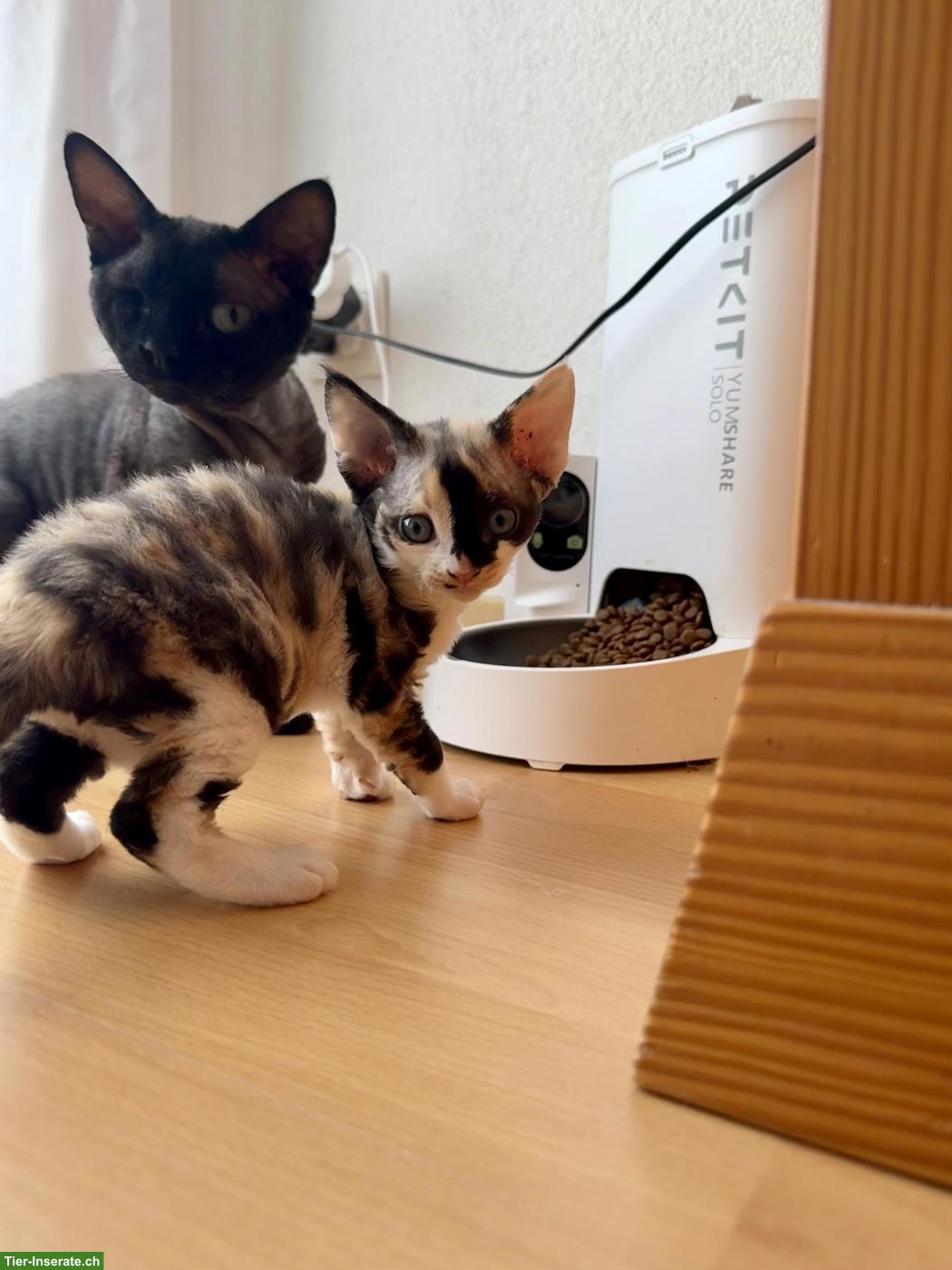 Bild 3: Devon Rex Kitten suchen ein liebes Zuhause