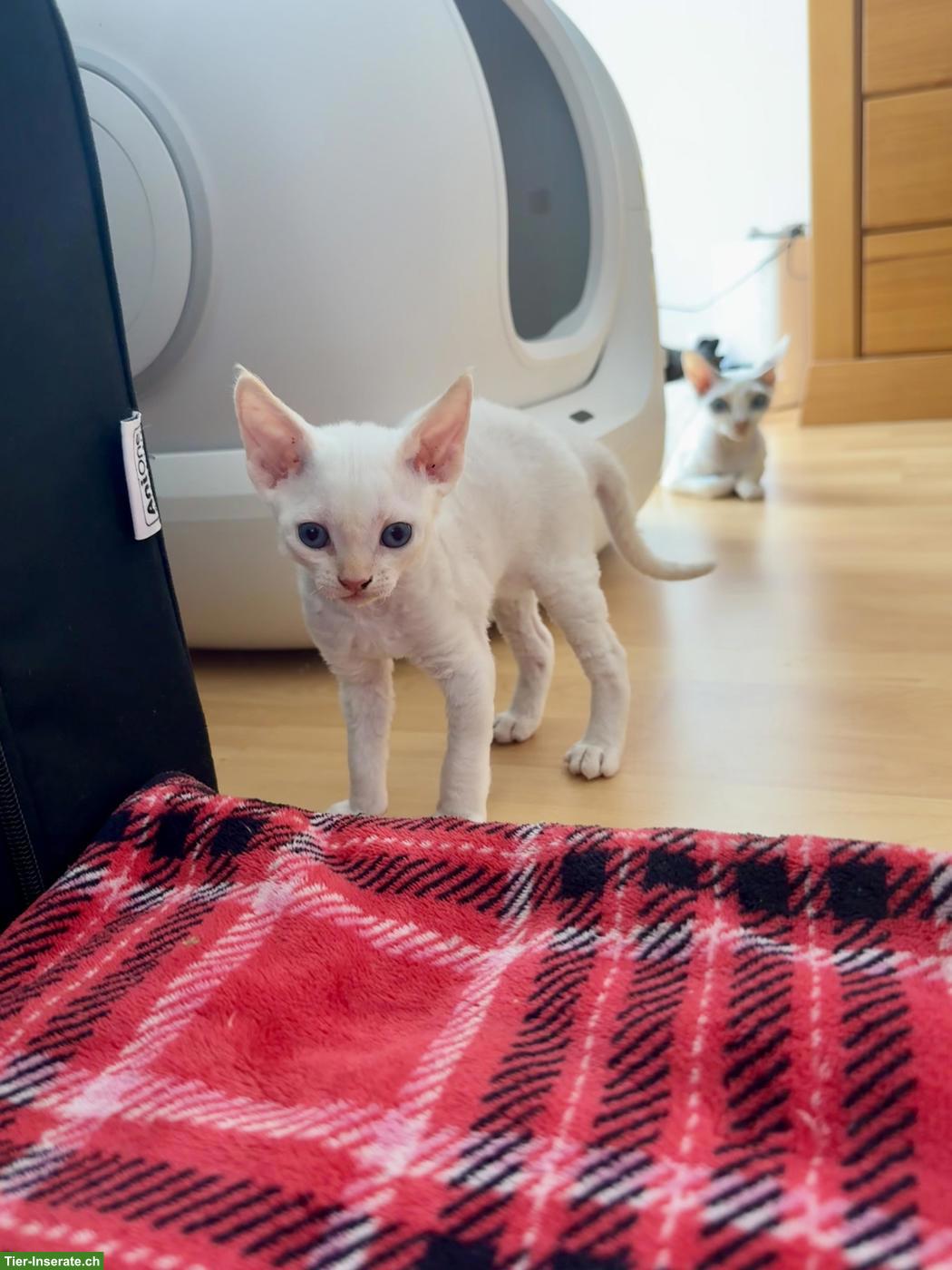 Bild 5: Devon Rex Kitten suchen ein liebes Zuhause
