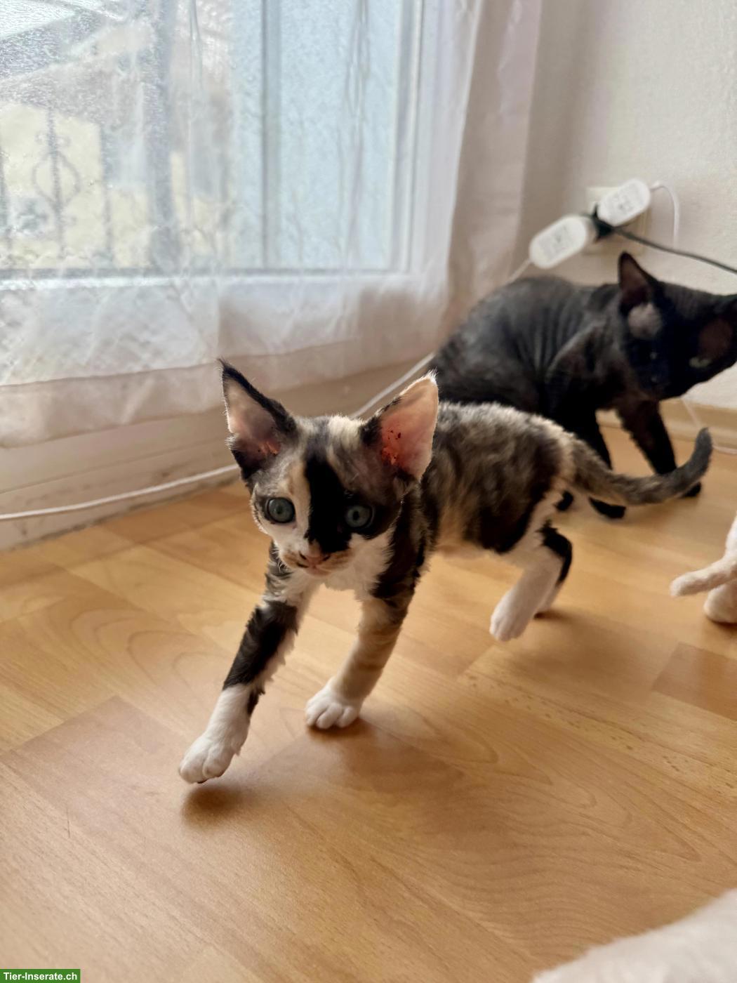 Bild 7: Devon Rex Kitten suchen ein liebes Zuhause
