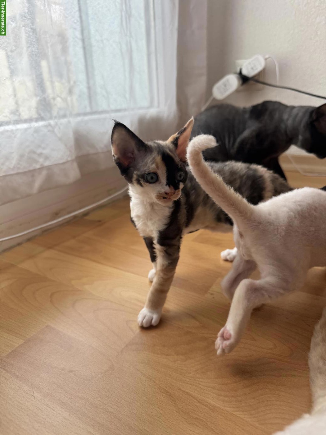Bild 8: Devon Rex Kitten suchen ein liebes Zuhause