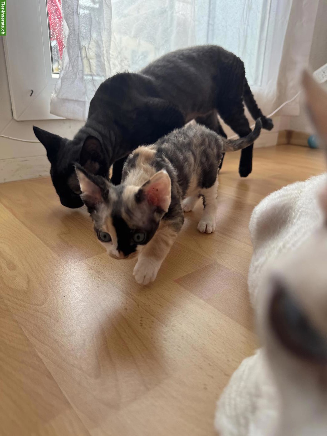 Bild 9: Devon Rex Kitten suchen ein liebes Zuhause