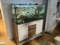 Aquarium 450L zu verschenken: inkl. Besatz, Möbel & Technik