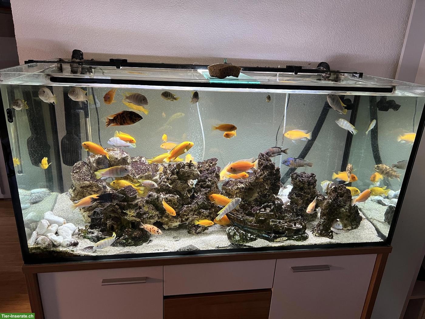 Bild 2: Aquarium 450L zu verschenken: inkl. Besatz, Möbel & Technik