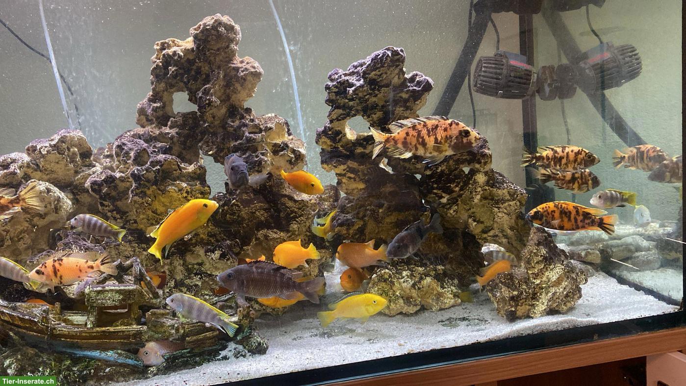 Bild 3: Aquarium 450L zu verschenken: inkl. Besatz, Möbel & Technik