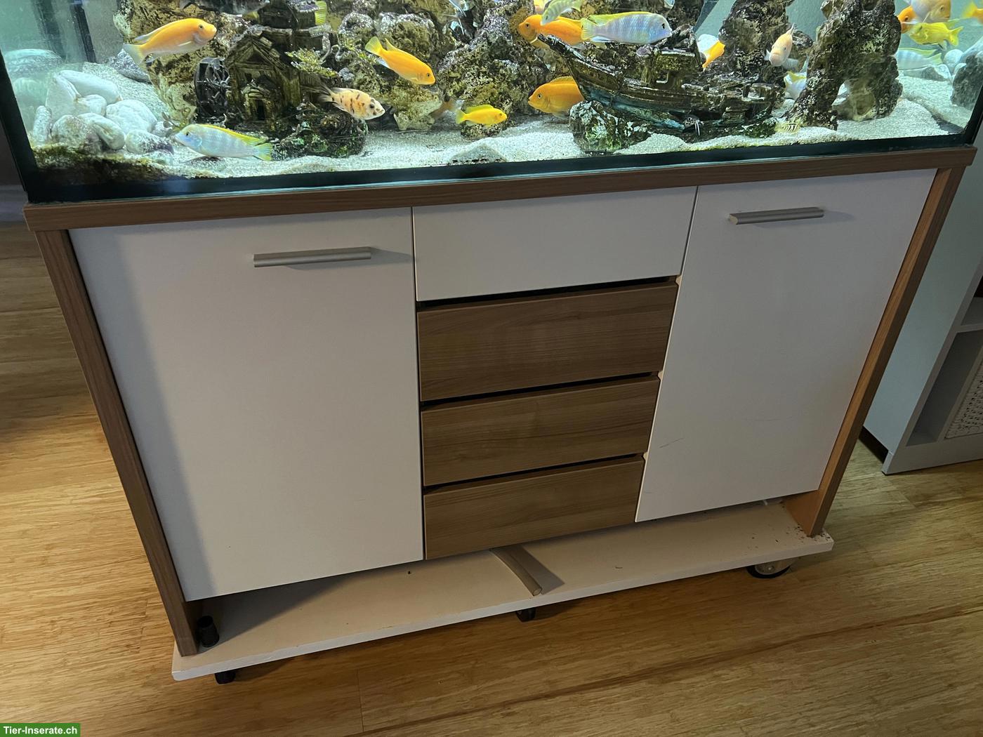 Bild 4: Aquarium 450L zu verschenken: inkl. Besatz, Möbel & Technik