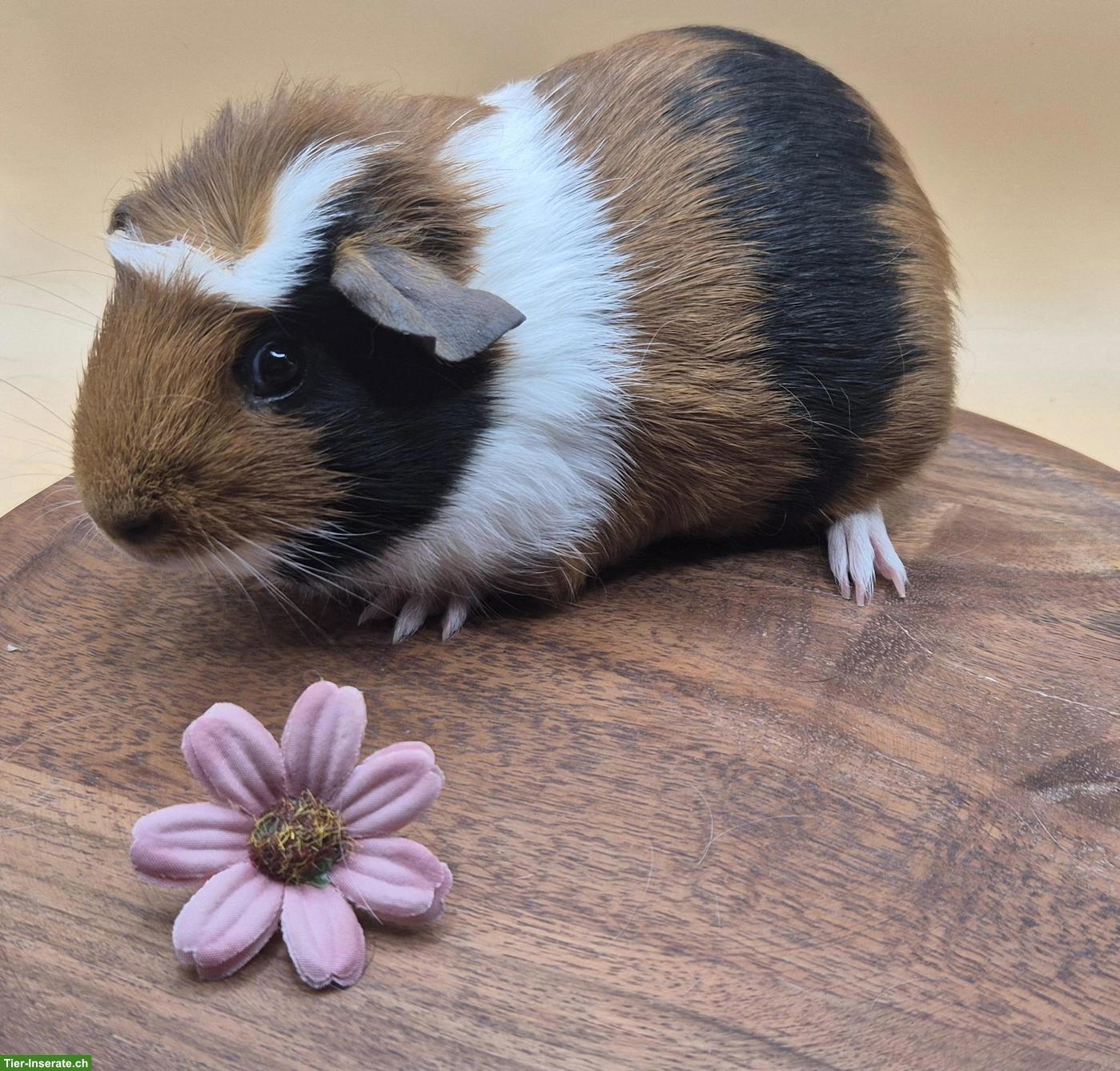 Crested Meerschweinchen Weibchen