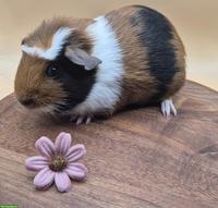 Crested Meerschweinchen Weibchen
