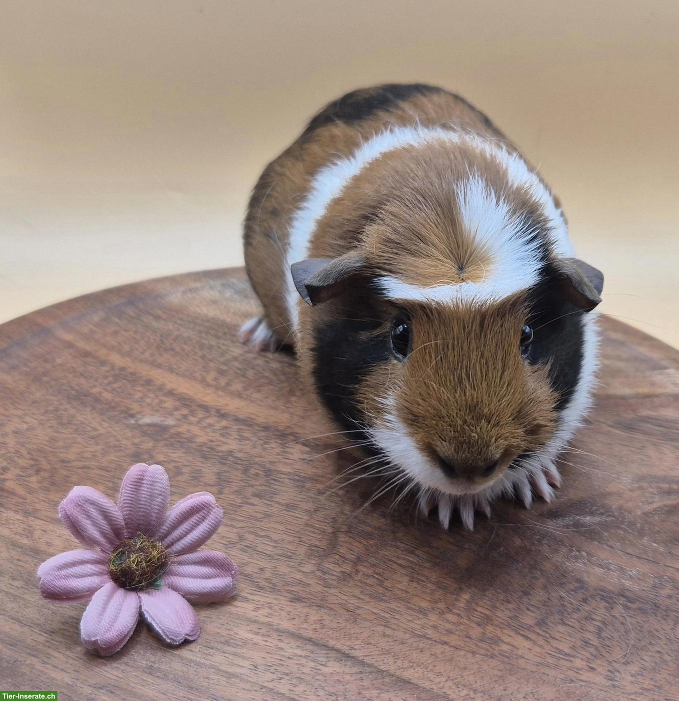 Bild 2: Crested Meerschweinchen Weibchen