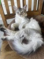 Somali Kitten mit Stammbaum