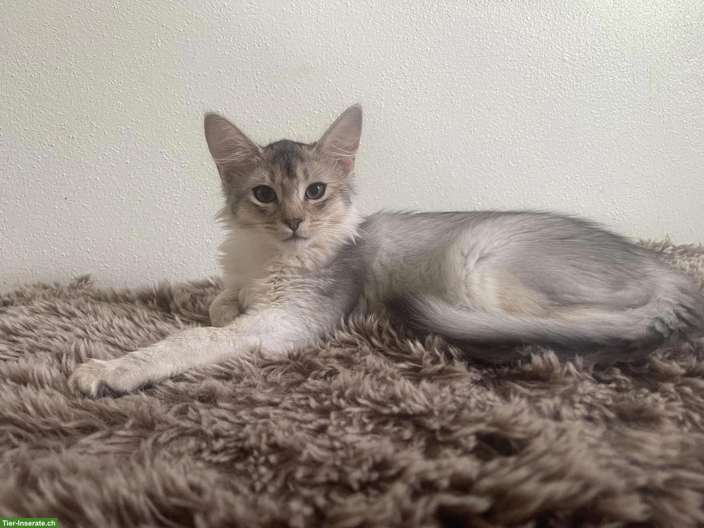 Bild 2: Somali Kitten mit Stammbaum