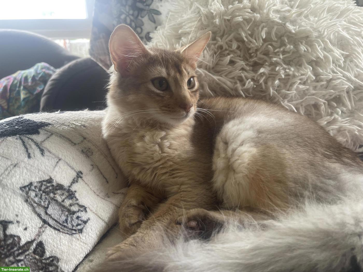 Bild 3: Somali Kitten mit Stammbaum
