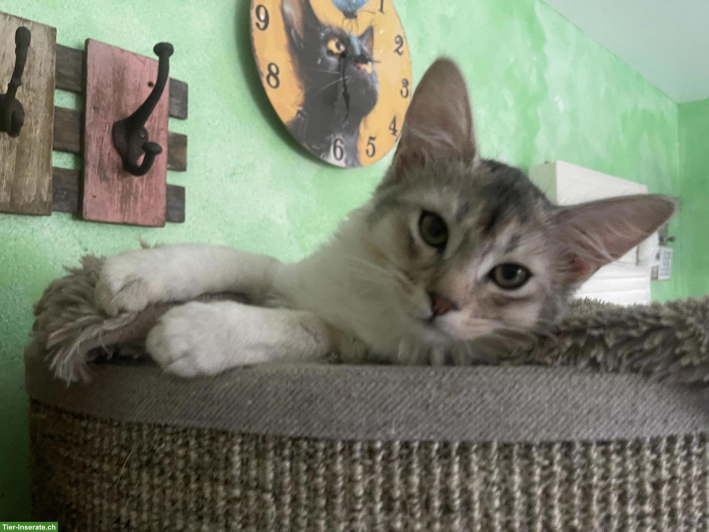 Bild 6: Somali Kitten mit Stammbaum