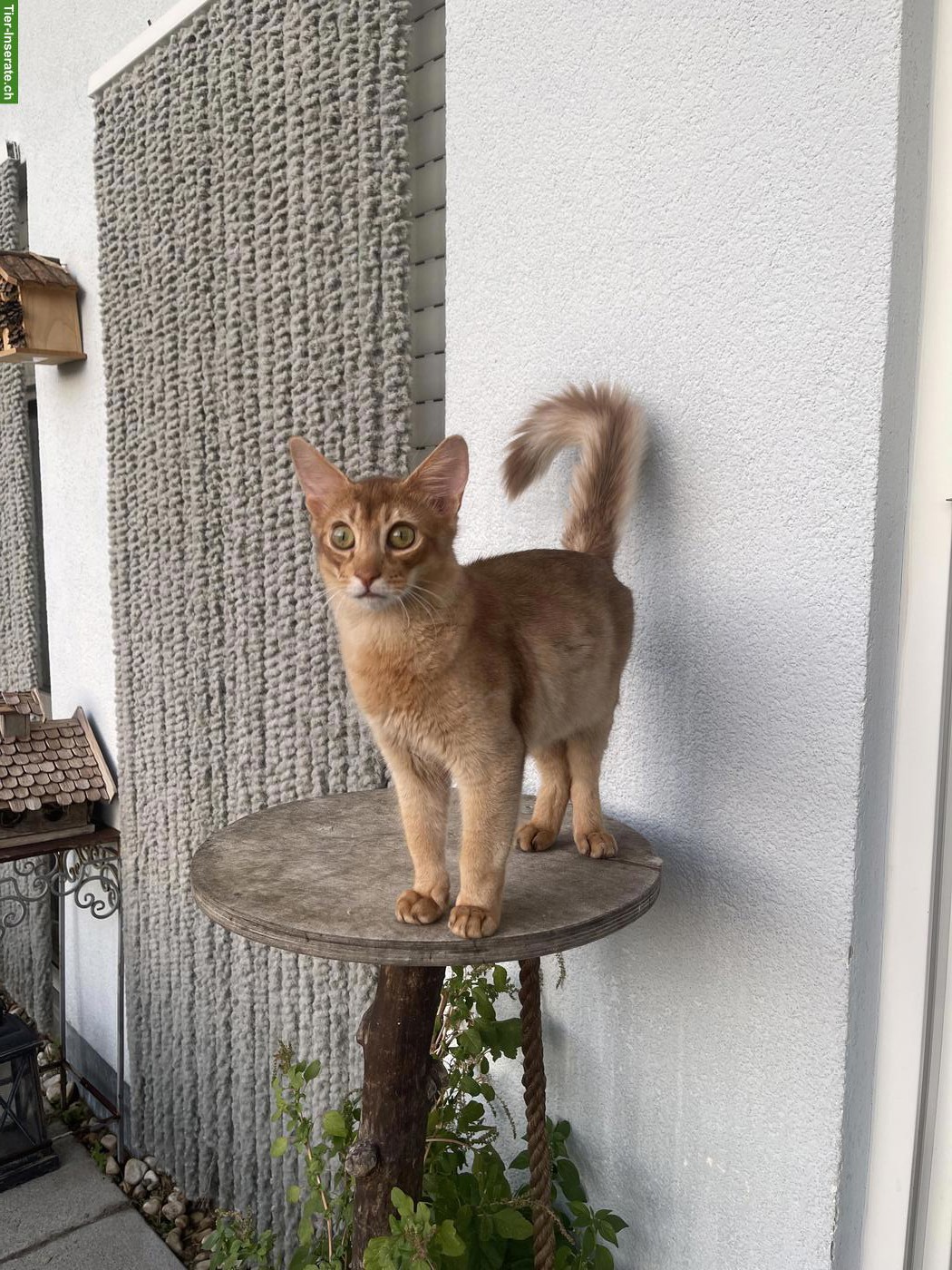Bild 7: Somali Kitten mit Stammbaum