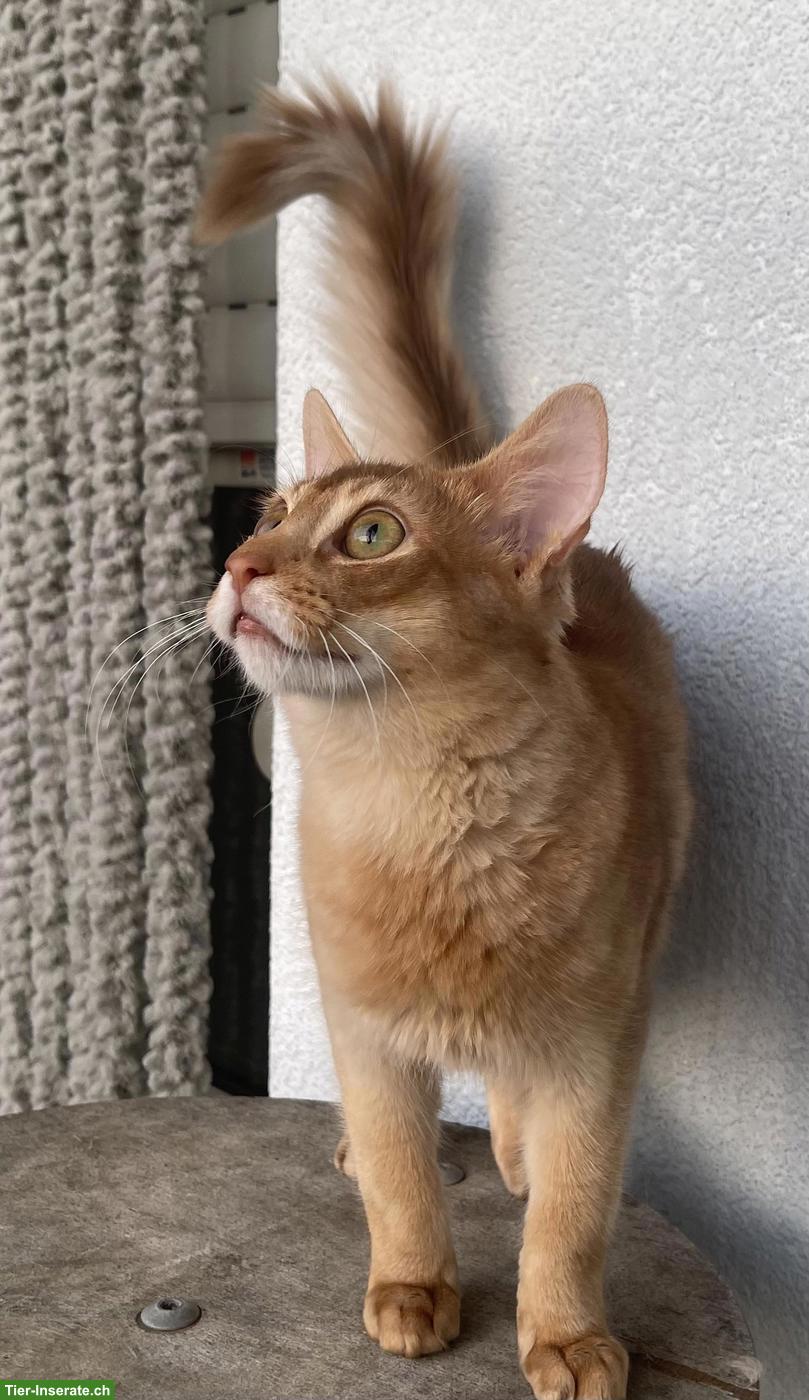 Bild 8: Somali Kitten mit Stammbaum