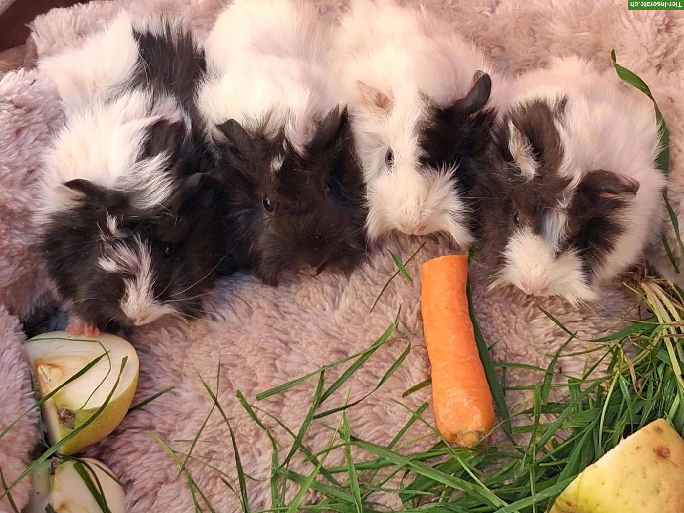 Bild 2: Herzige Strubbeli Meerschweinchen Weibchen zu verkaufen