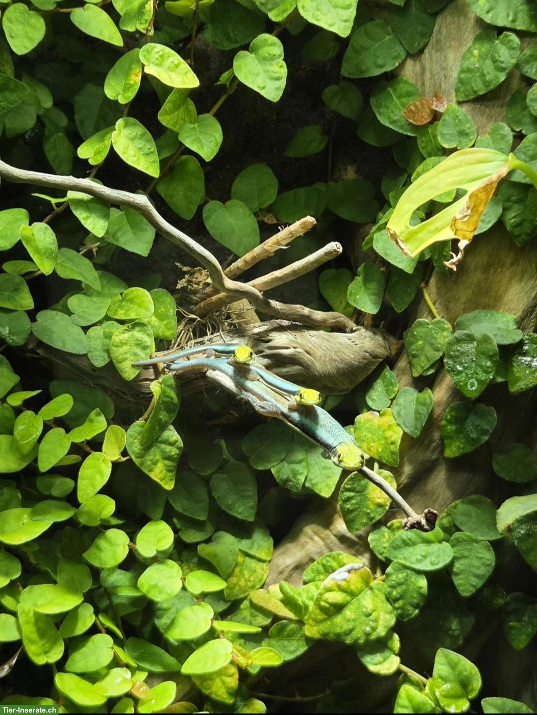 Bild 2: Phelsuma klemmeri / Blauer Bambus-Taggecko