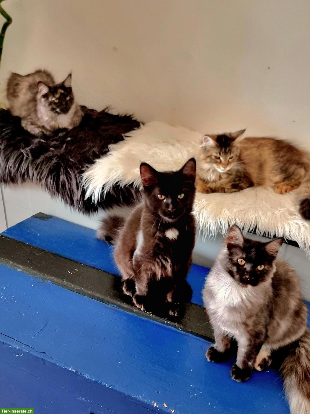 Main Coon Kitten suchen neues Zuhause