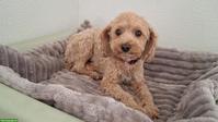 Maltipoo Rüde Simba sucht neues Zuhause